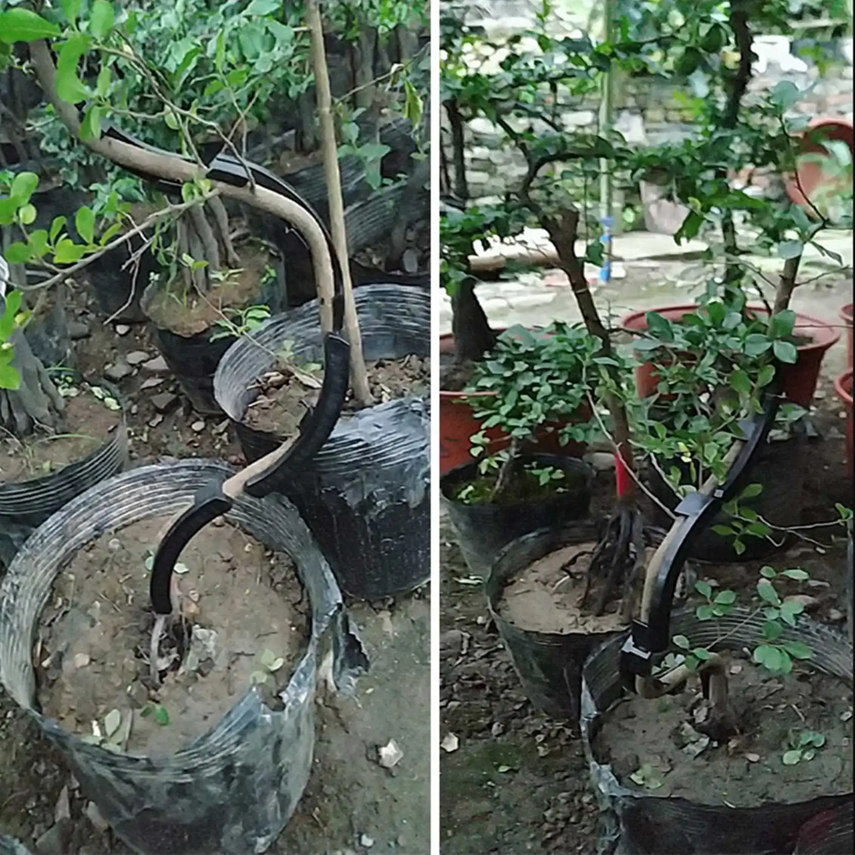 40 Stück Obstbaum Shaper Ast Bender Pflanzen trainer Biege clips Klemmen Bonsai-förmigen Clip Biege werkzeug