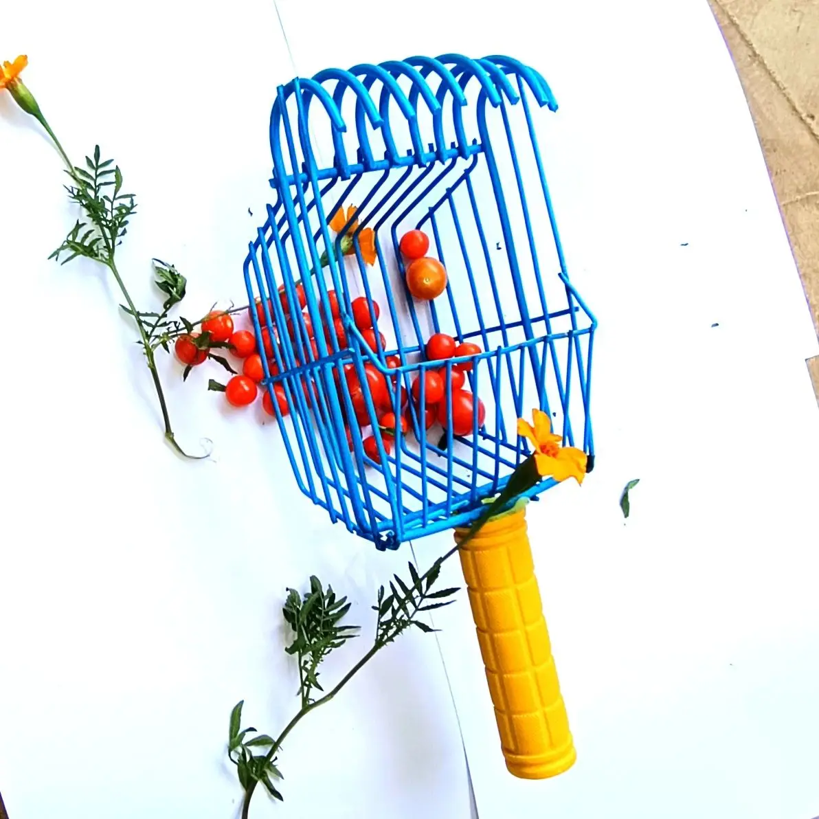 Universal Fruit Picking Tool Multi-purpose Harvester for Camellia Torreya Red Fruits and Cypress Seeds