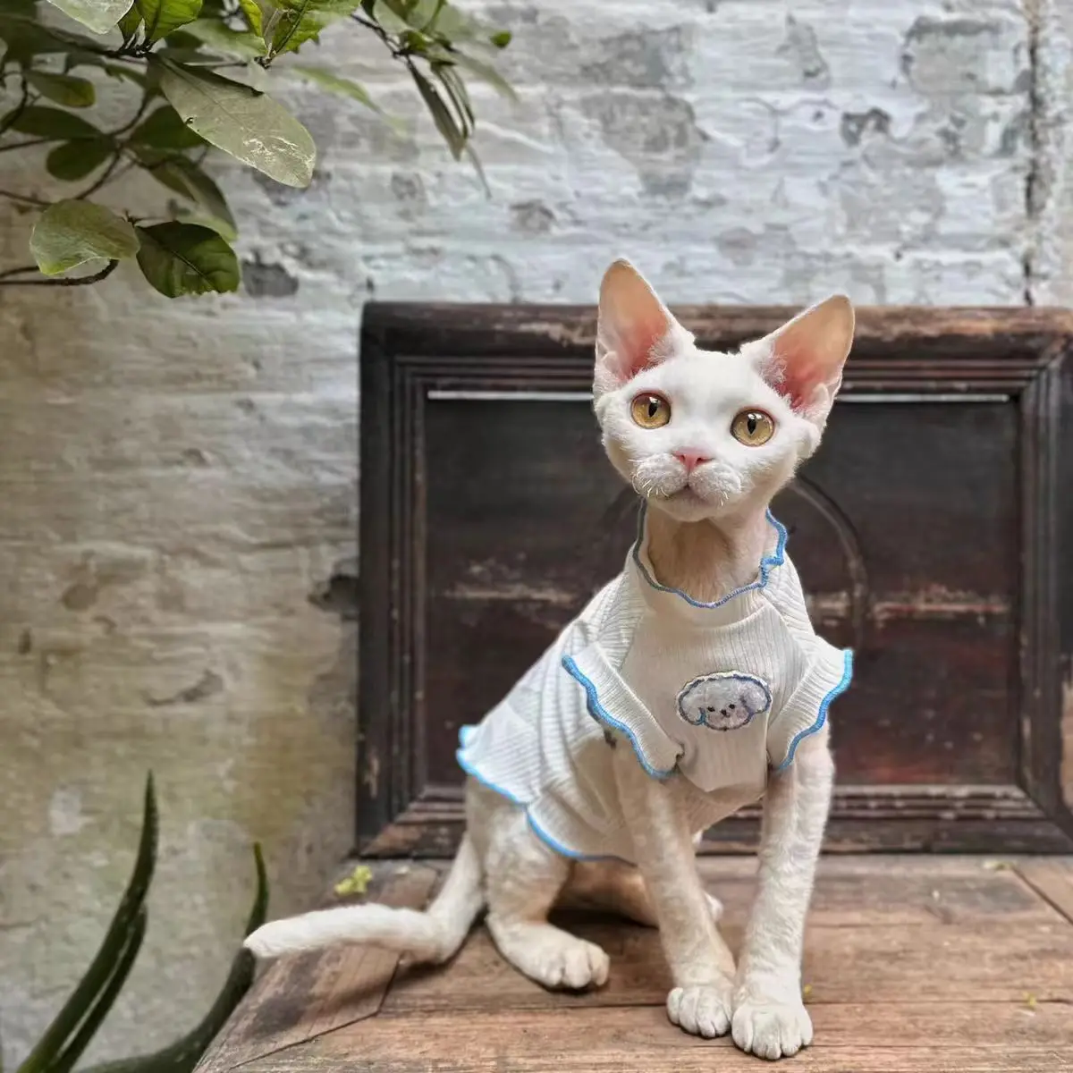 Cute Cotton Sleeveless Shirt for Sphynx Cat Summer Soft Elestic Coat for Kittens Dogs Blue Loungewear for Devon Rex in Spring