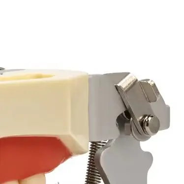 

28 Teeth Model Tooth Preparation Exercise Model Removable Tooth Teaching Model with Screwdriver Dental Tools