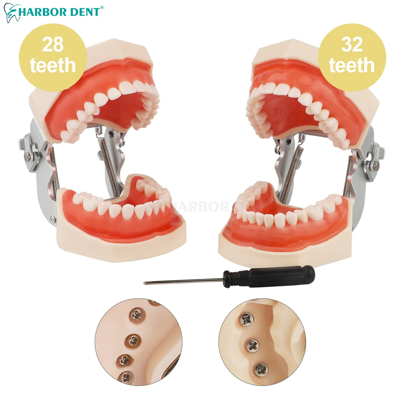 取り外し可能な歯のモデル,歯科用学習ツール,歯科医,トレーニングシミュレーター,ジョー,標準,28個,32個