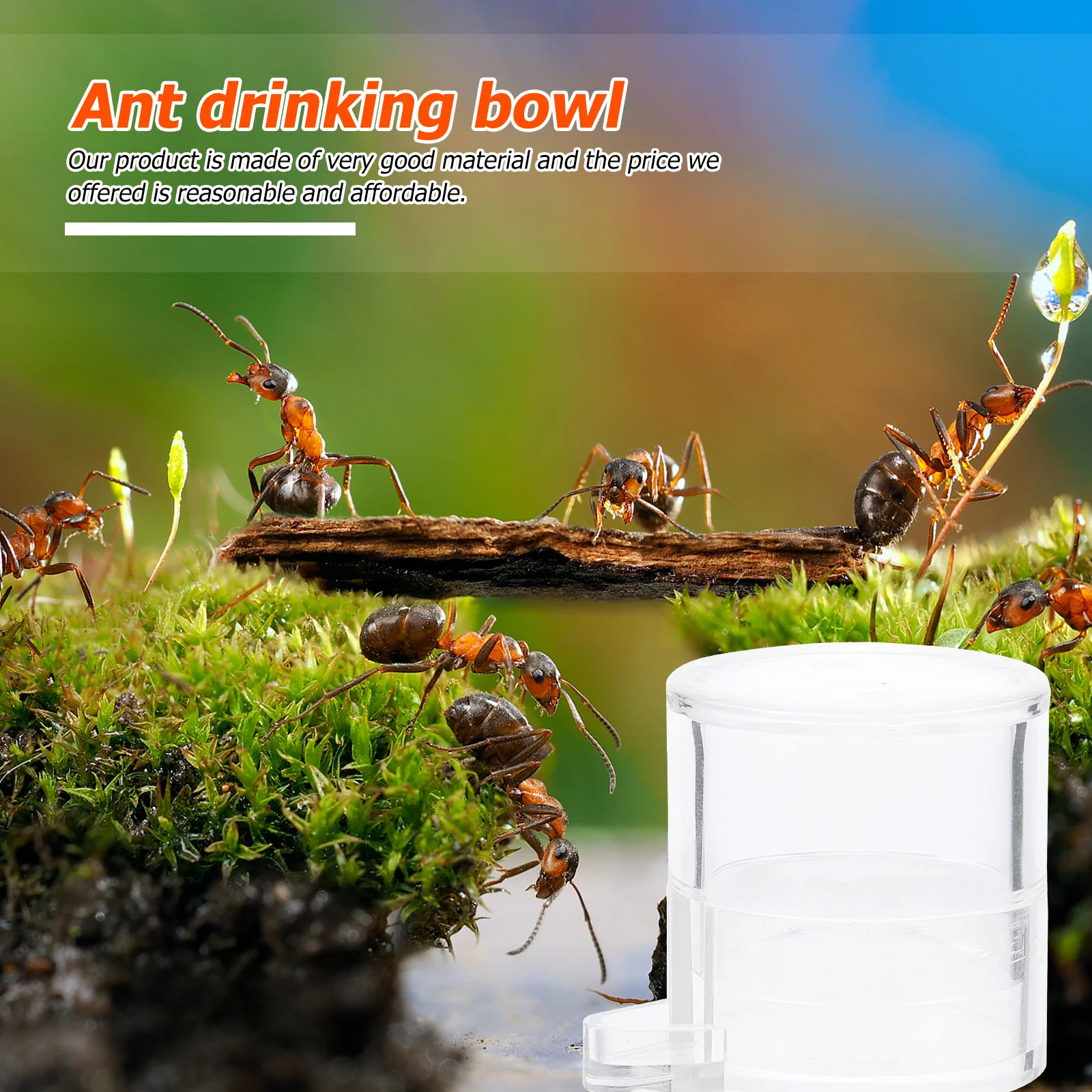 

2Pcs Acrylic Ant Feeders Clear Water Bowl for Ants Visible Feeding Container Ideal Gift for Ant Lovers Home Garden Use