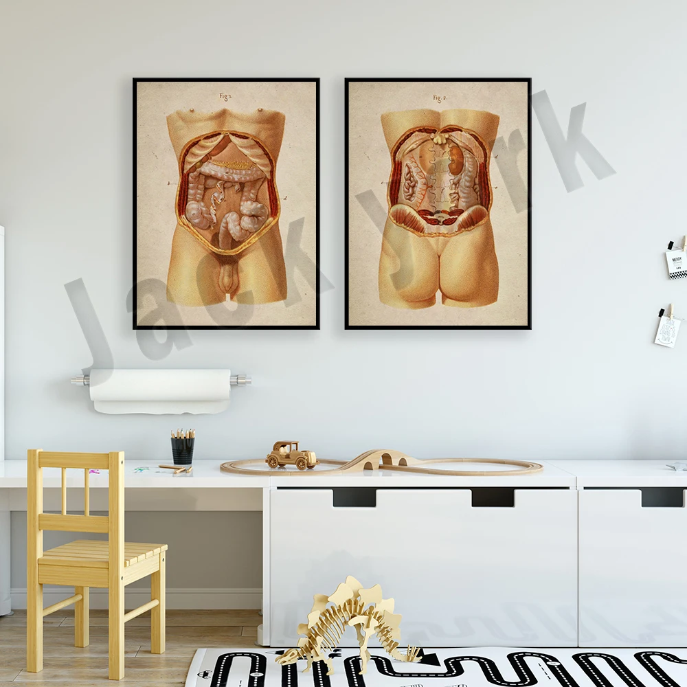 Abdominal cavity poster human anatomy, retro medical art gastroenterologist office decoration, internal organs print, doctor gif