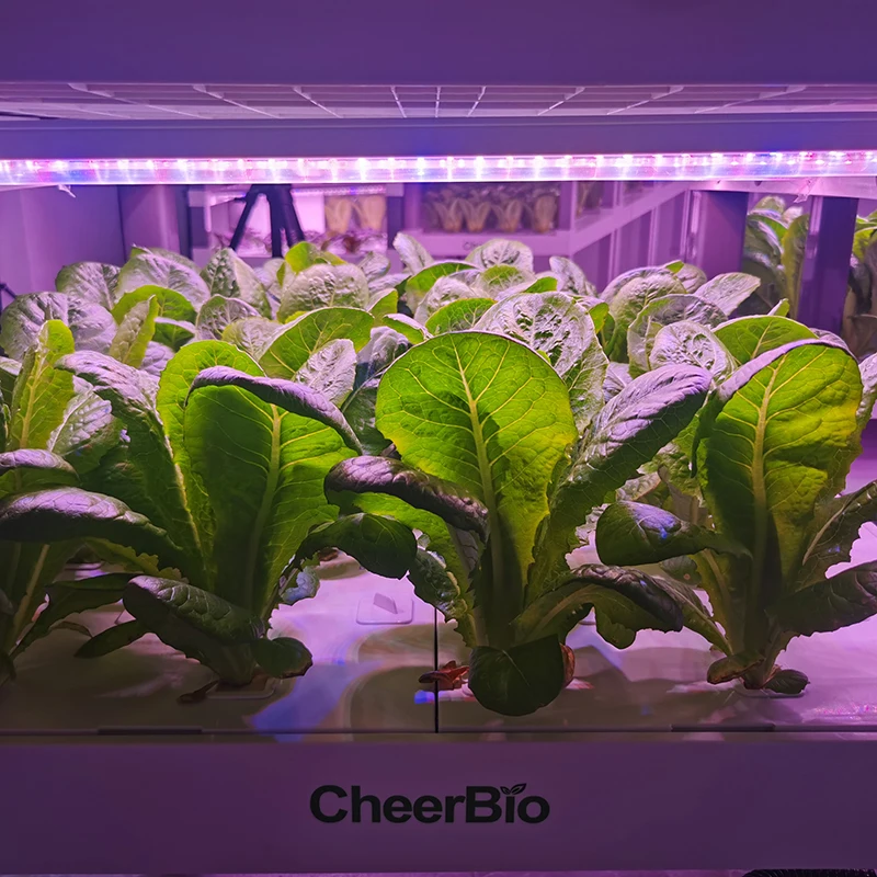 Nowy inteligentny system sadze – Hydroponic Kit recenzja i cena
