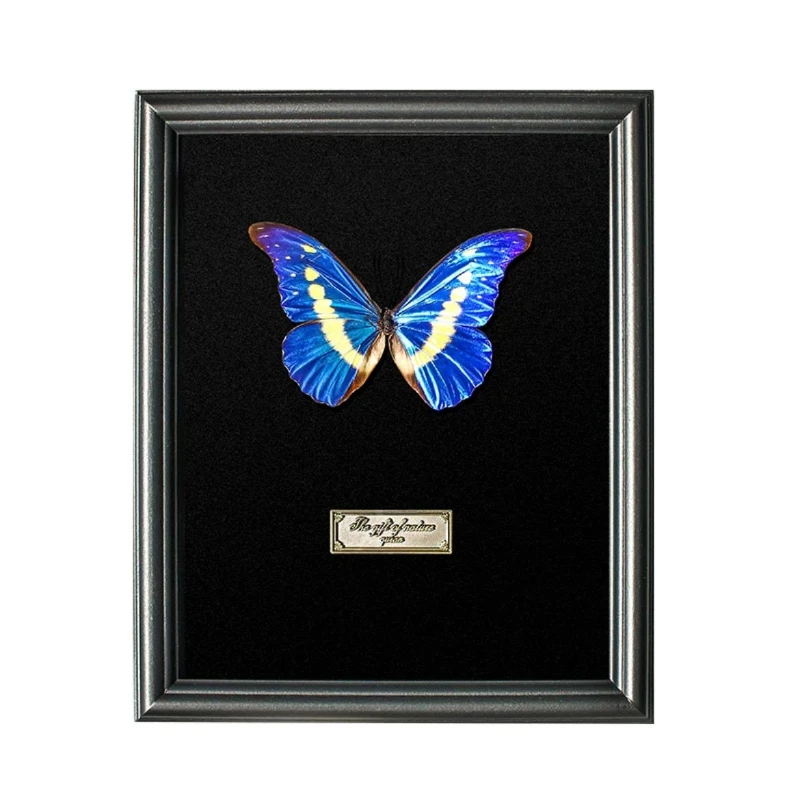 

Butterfly exquisite handmade simple specimen display frame ornament