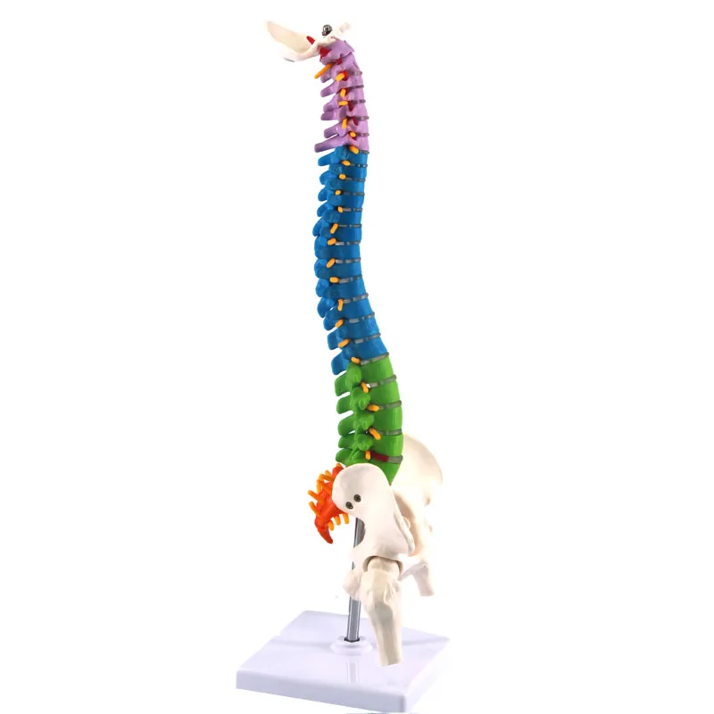 Modelo de vértebra Cervical anatómica humana de 45CM, columna Cervical con arteria para el cuello, disco de hueso occipital y modelos nervios coloridos, nuevos