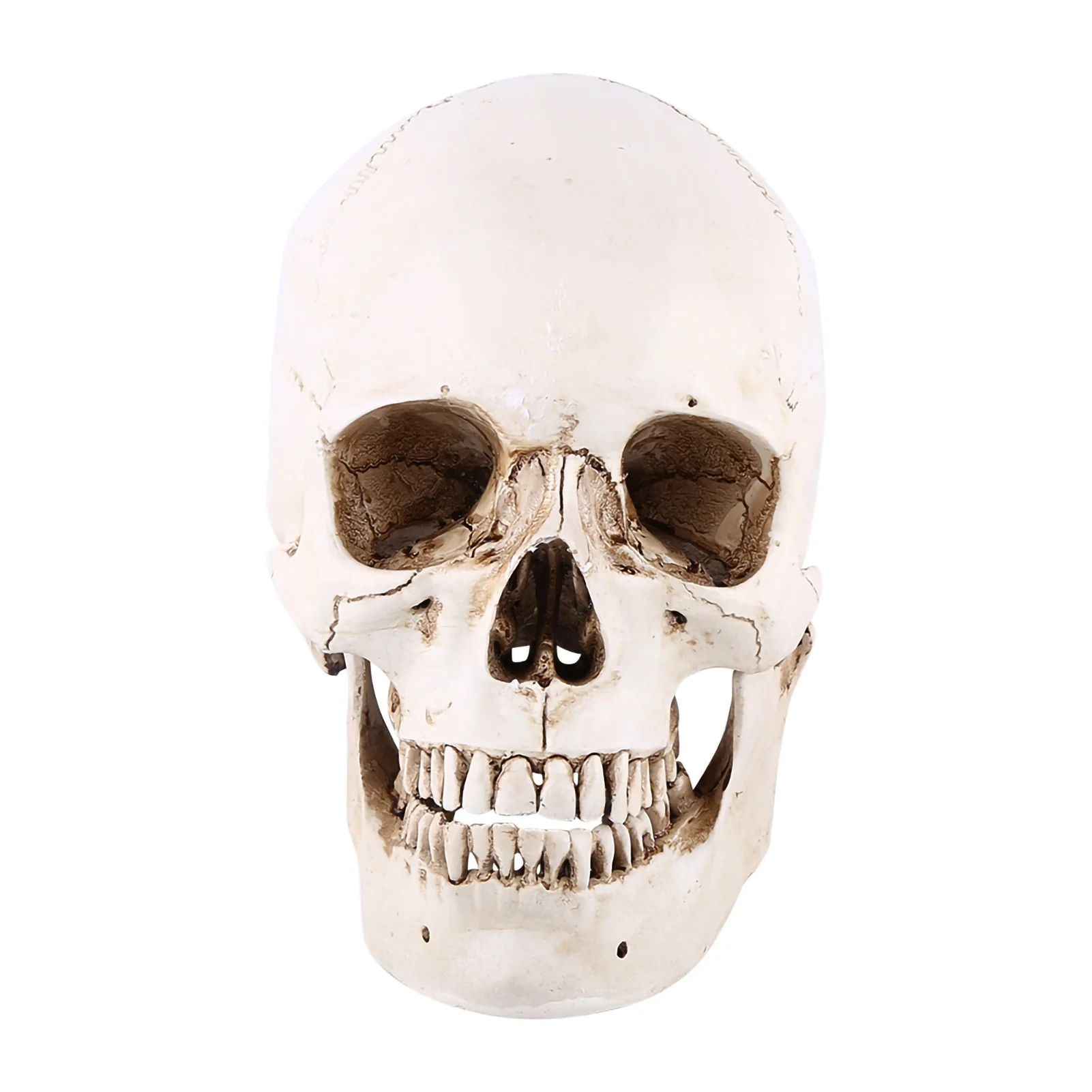 1pc White Resin Human Skull Lifesize Drawing Model Replica Drawing Party Ornament
