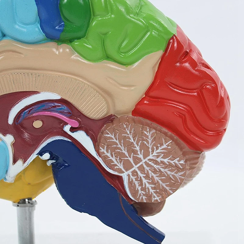 Education Right Hemisphere Of Brain Human Body Model 1:1 For Student Teaching Study Assembling Model