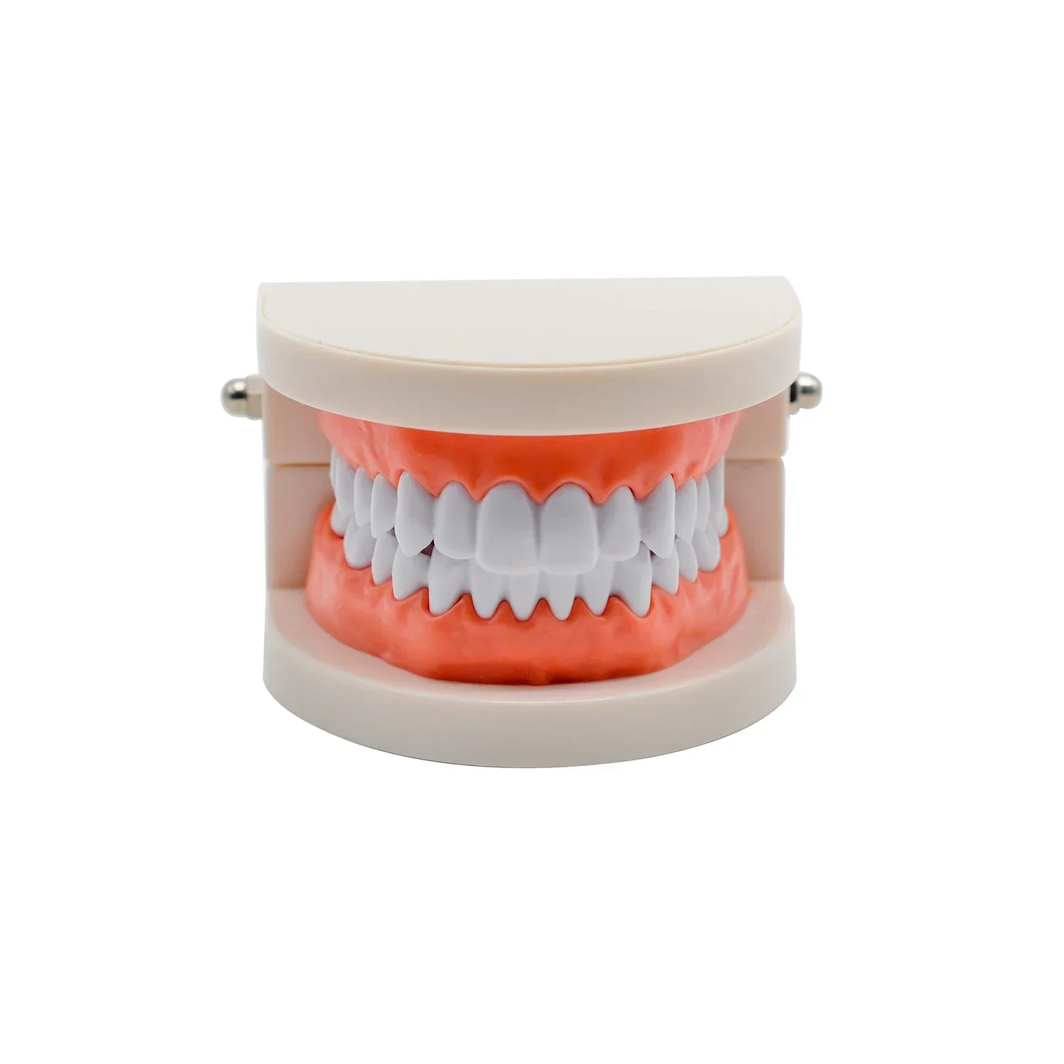 1set Standard Dental Model Teeth Teaching Model Plastic Teeth Model for Dentist Dental Students Studying Education Display