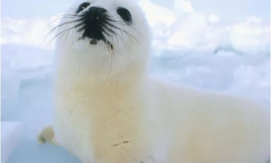 

Генератор выхлопного дыма для Trx4 Scx10iii, пульт дистанционного управления, альпинистский автомобиль, трактор, модель, аксессуары