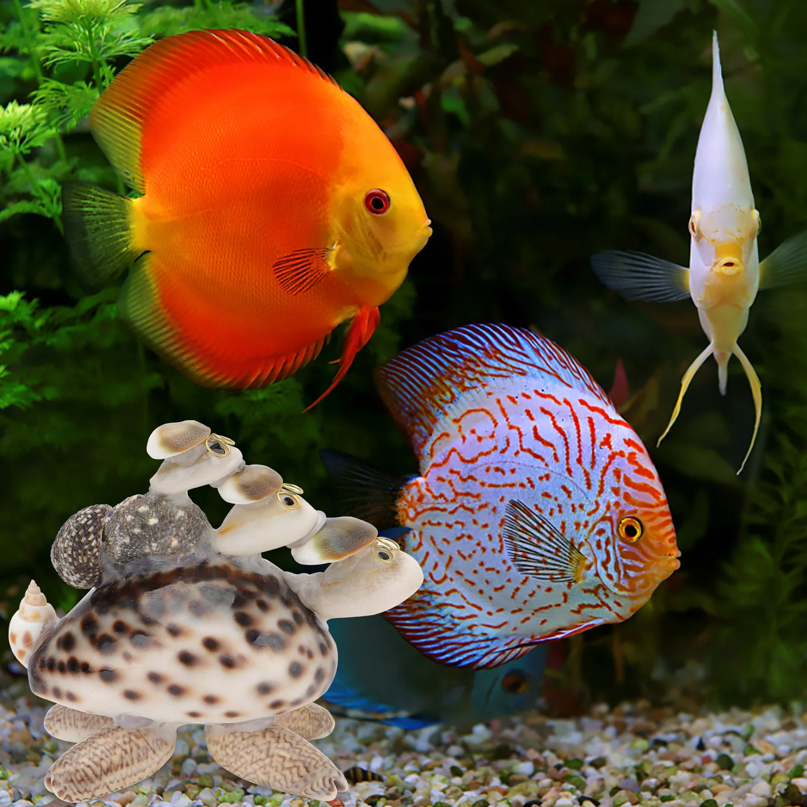 

1Pcs Conch Turtle Adornment Aquarium Decoration Natural Flavor Fish Tank Supplies Fish Tank Decoration Landscape Adornment