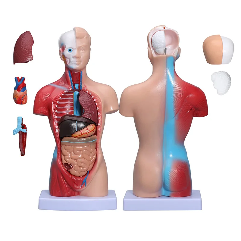 Human Torso Body Anatomy Model with 15 Removable Parts-Heart Visceral Brain Skeleton Medical School Nursing Educational Tool