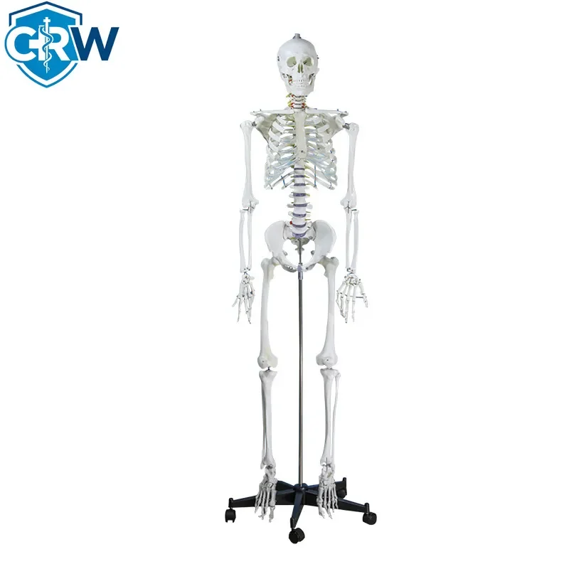 CRW Human Medical Educational Anatomical Skeleton Model of Human Body Bones 180 cm Advanced PVC Chaoyang CY-HS