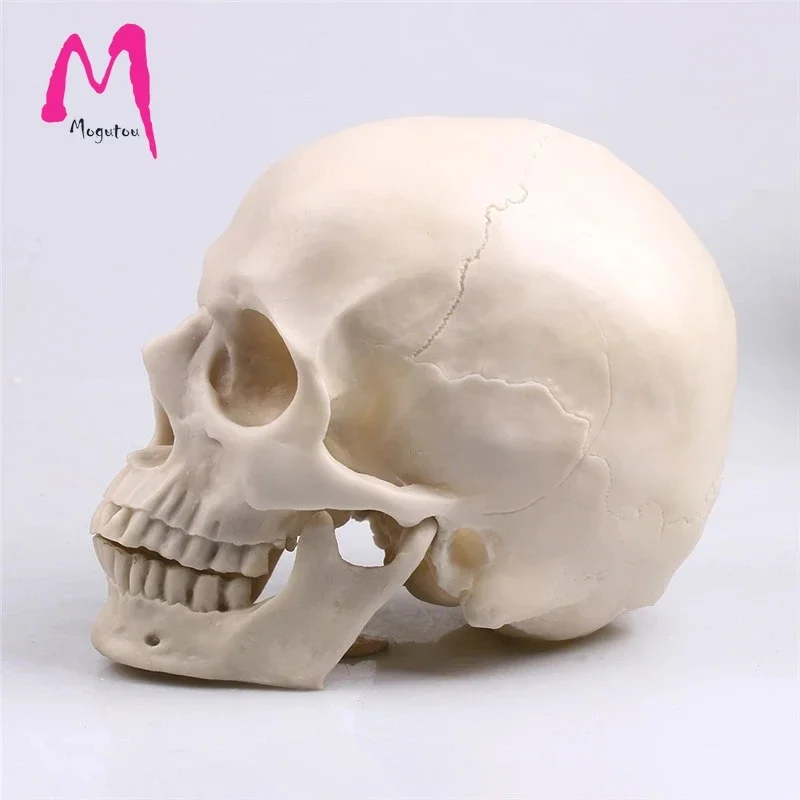 

[MGT] 1:1 People Skull Statue Sculpture Halloween Decoration Resin Crafts Painting Medical Props Bar counter decoration