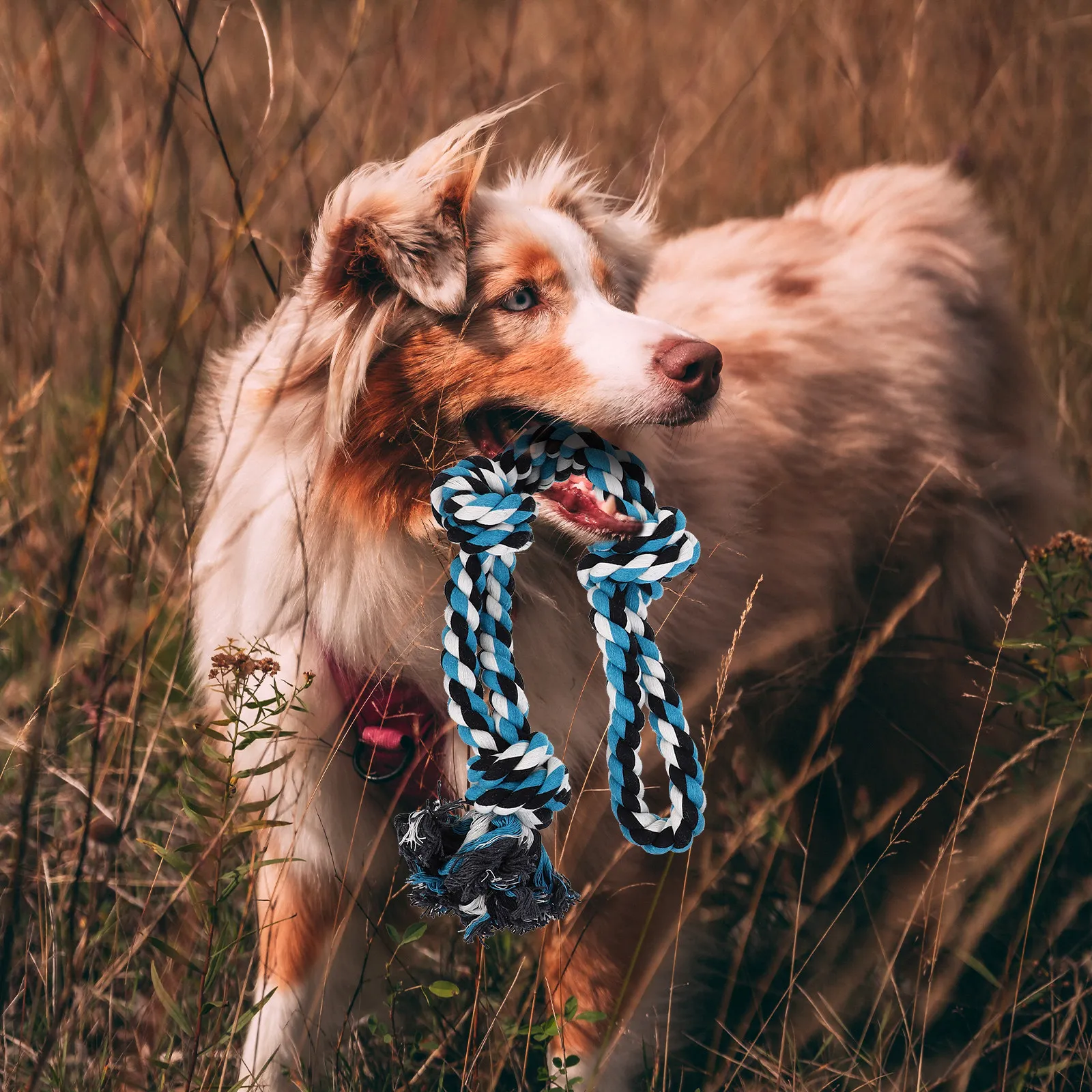 Stable Stainless Steel Spring Pole 5m Dog Rope Hanging Exercise Pull Pet Muscle Building Tool Pole Dog Rope Toys