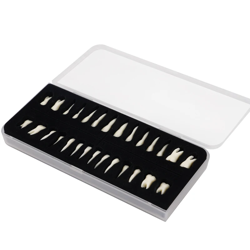 28pcs Adult Teeth Model Full Mouth 1:1 Permanent Tooth Model with Root Upper Lower Teeth School Teaching Equipment