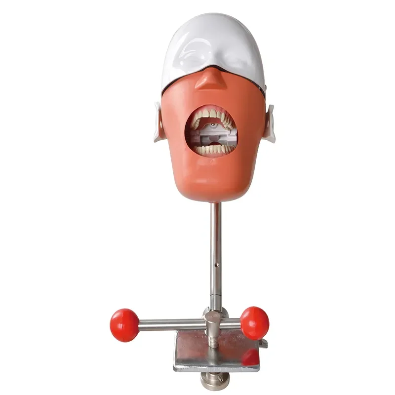 

YTYIN Student Training Model Anatomical PVC Teeth Manikin Essential Medical Science Equipment Nurse Training Schools