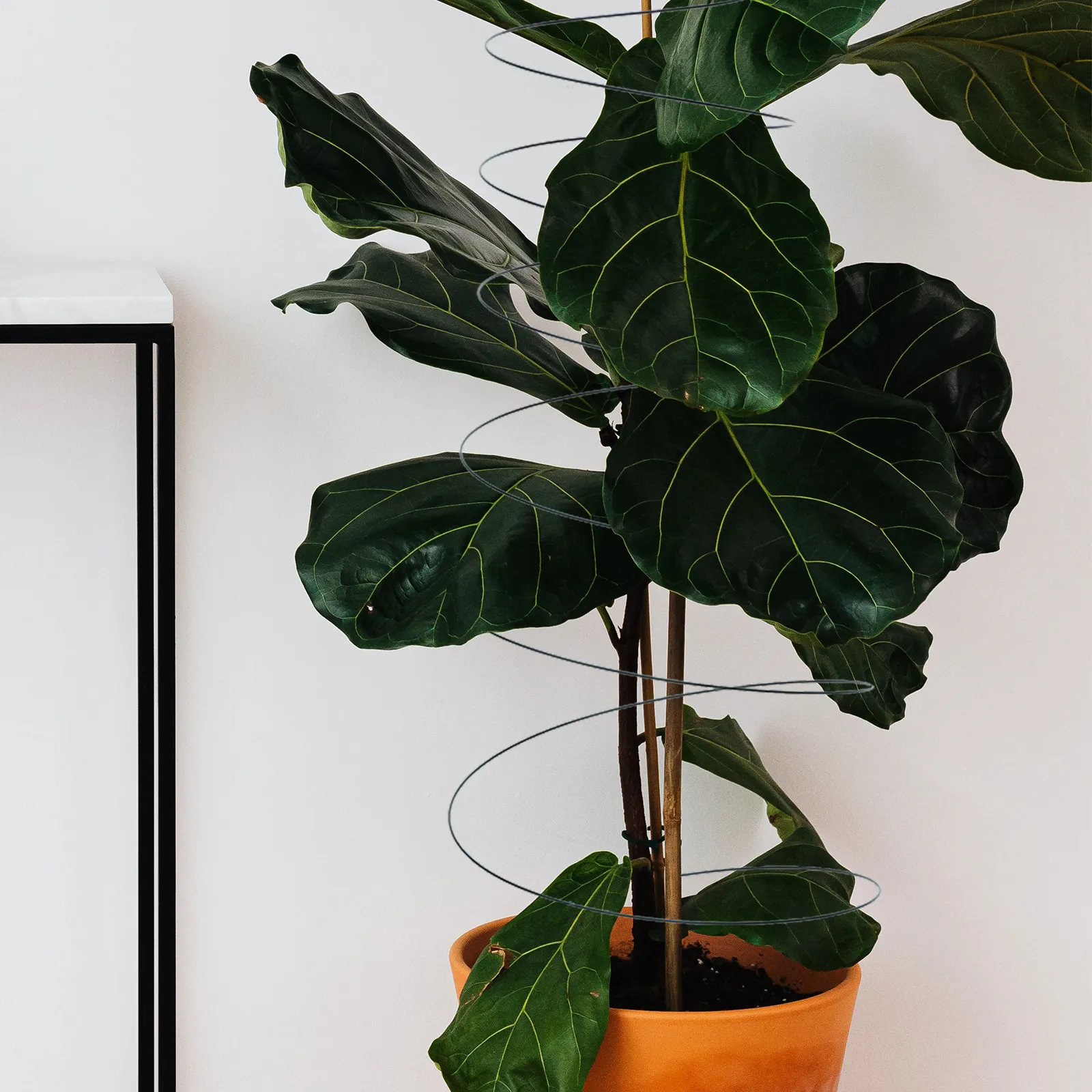 

2 шт. спиральные опоры для растений, прочные металлические колья-подпорки для томатов, садовые решетки, решение для роста растений на открытом воздухе