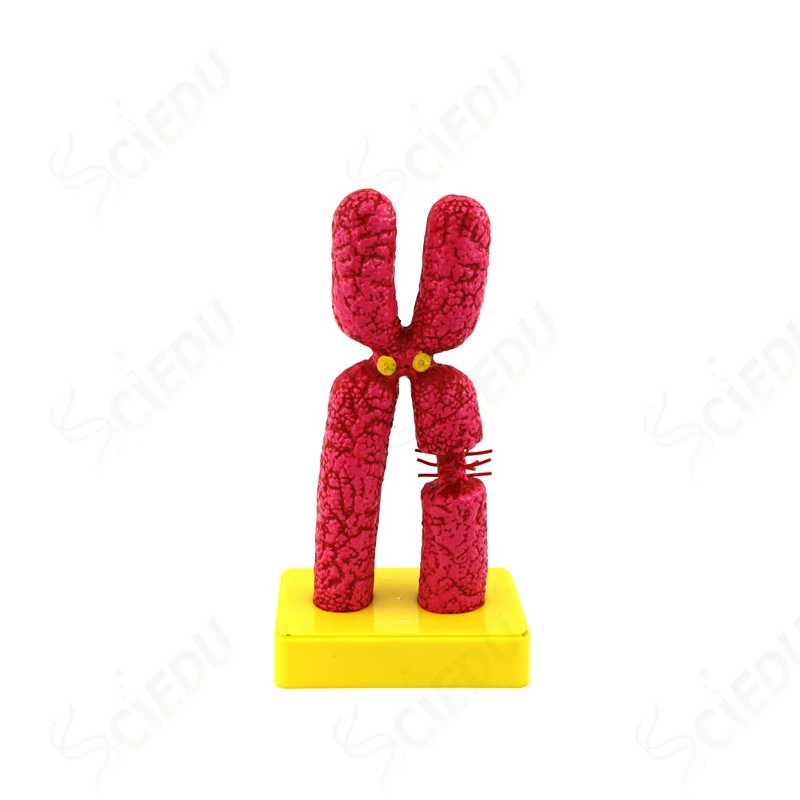 

Medical Science Biology Chromosome Human Model
