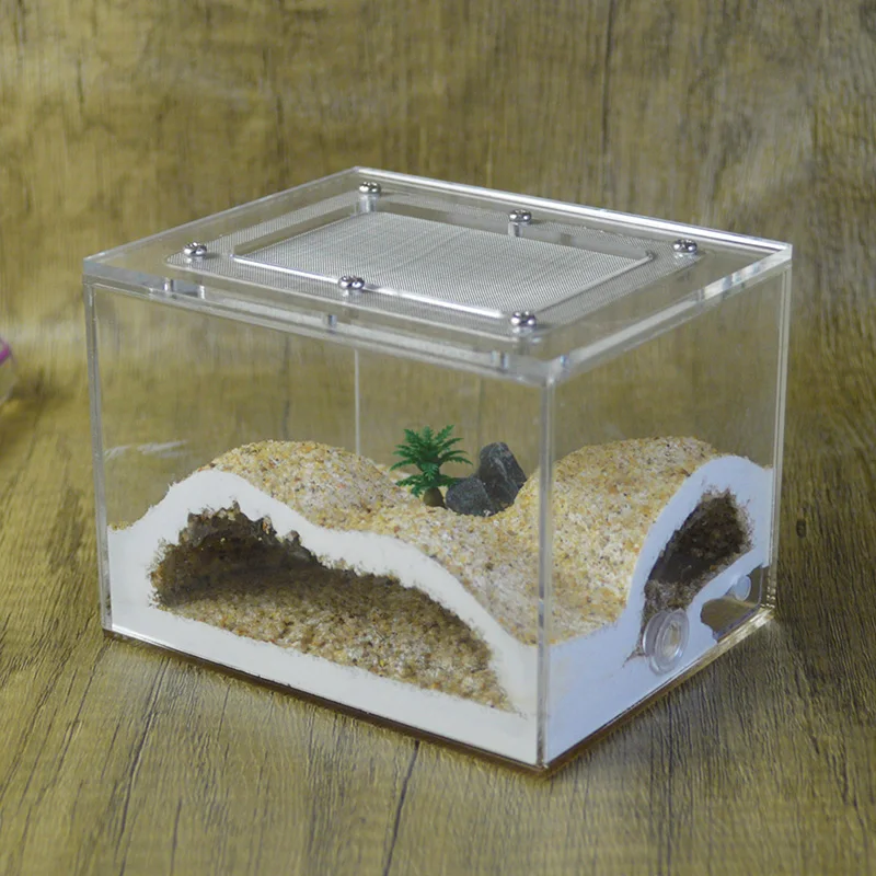 Ant Workshop Pet An… - image