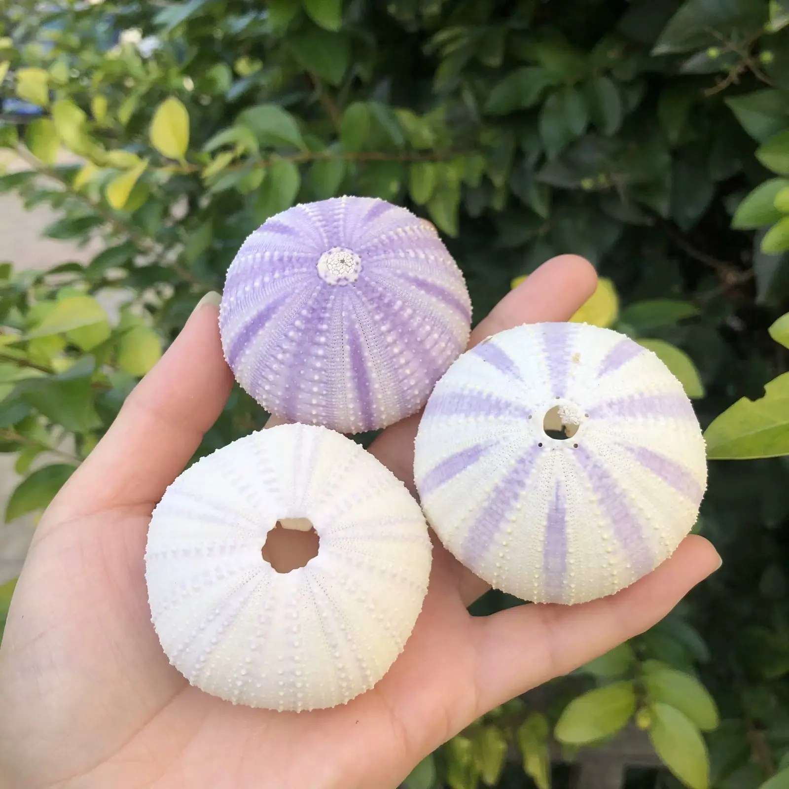 Coquille d'ormeau rose naturelle, décoration créative DIY de style méditerranéen, pot pour plantes aériennes et succulentes, support de présentation