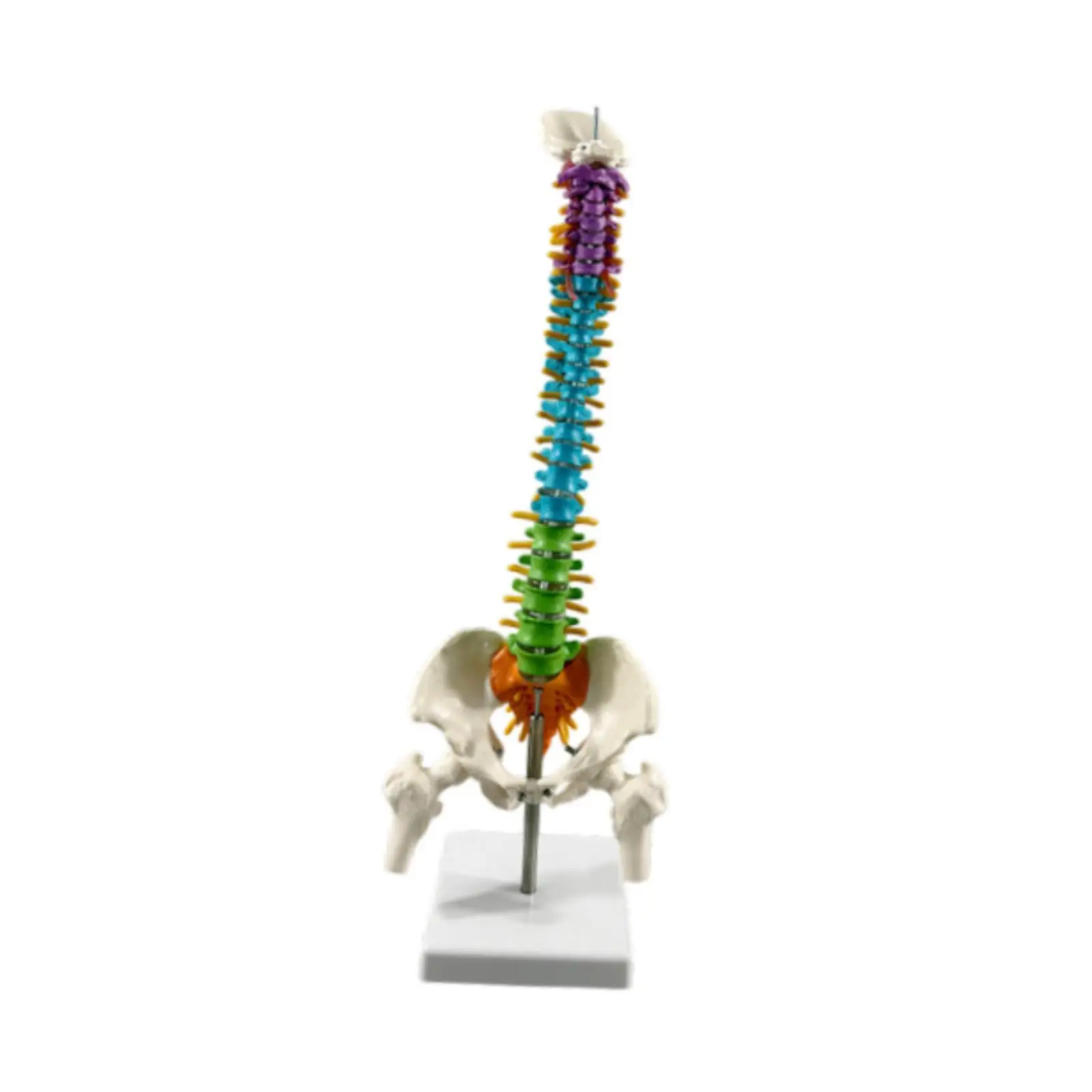 

Human Spine Model Includes Stand Spinal Cord Flexible for Educational Tool Biology Class Teaching Aid Classroom School Study