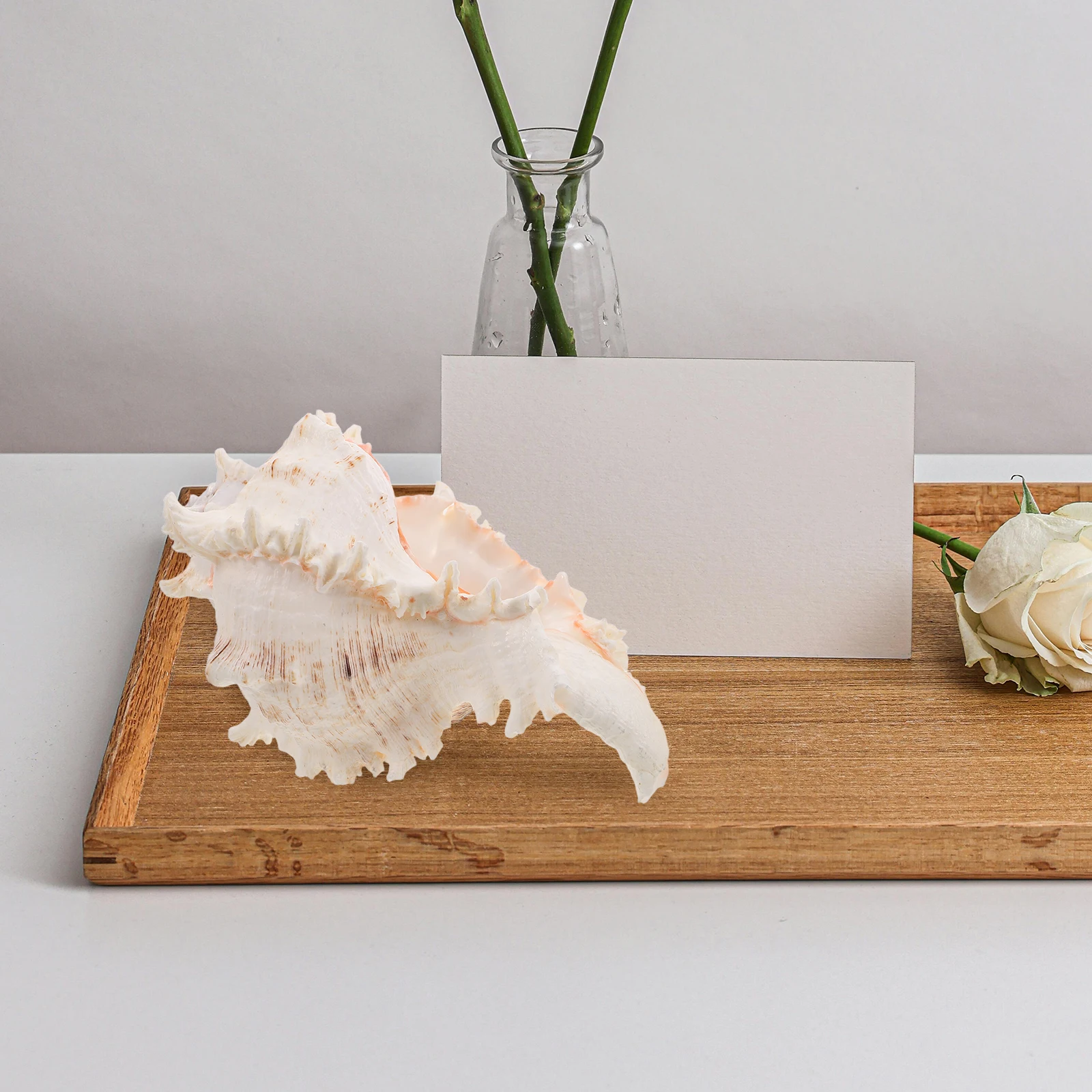 

Large Natural Conch Shell Seashell Accessories Home Decor Aquarium Beach Party Wedding Vase Filler Photoshoot Bohemian Ornaments