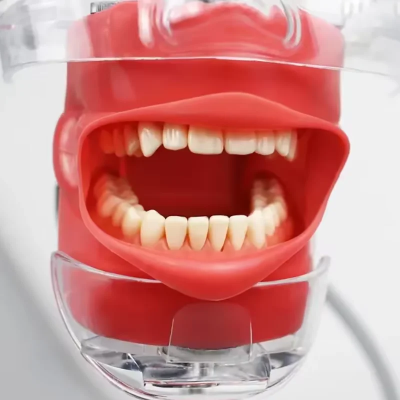Dental Simulation Cheek Teeth Teaching Model Soft Rubber Removable For Dentistry Technician Training Simulation Phantom Model