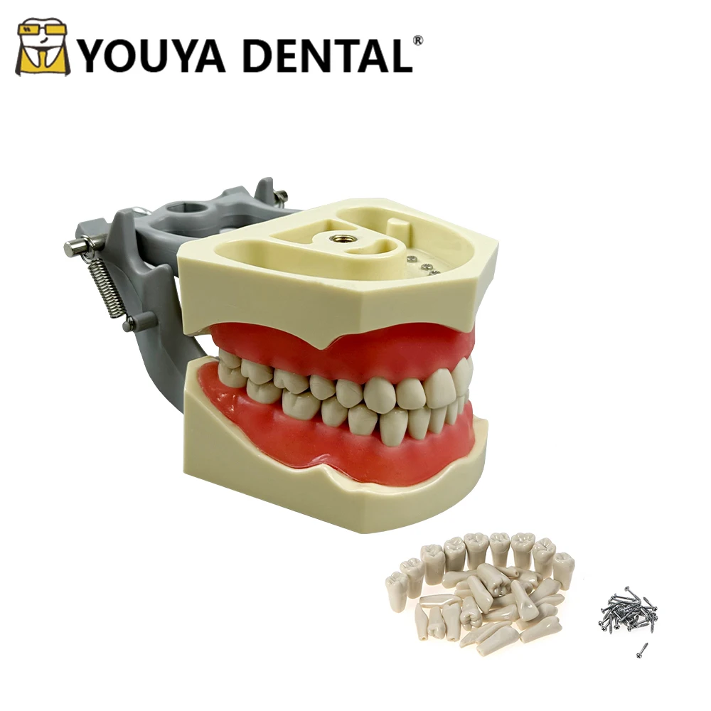 32 pcs Teeth Dental Standard  Model Dental Teaching Model Demonstration Tooth Model Removable Studyting Practice Teaching