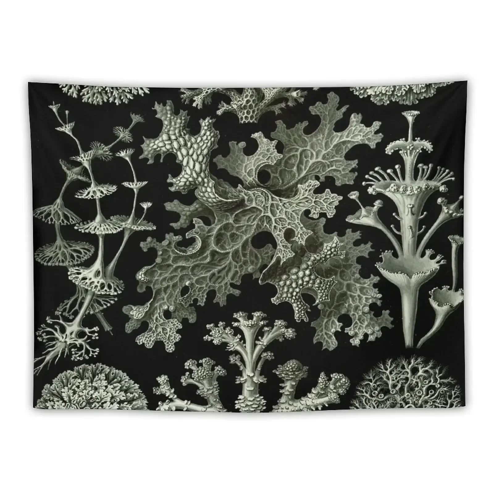 

Haeckel Lichenes Drawing Tapestry Room Decorations Aesthetic Room Aesthetic Decor Tapestry