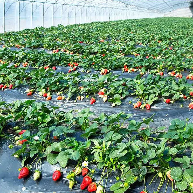 20255Holes 0.95mx560m 0.02mm Mulch Film PE Plastic Mulch Agricultural Plants Cover Film Frost Protection Keep Warm Control