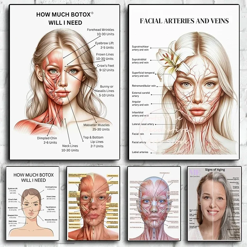 Simplicity Facial Muscle Vessels Detailed Art Education Medical Beauty Medical Canvas Paint Posters Wall Art Picture Room Decor