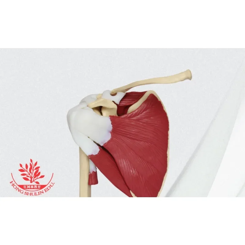 Human Skeleton Shoulder Scapula Clavicle Muscle Model Joint Functional Ligament Medical Teaching Aid