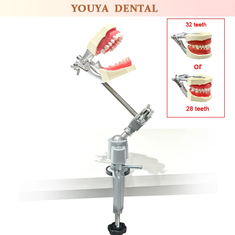 

Dental Simulator Simple Head Model Clamp Table Model Detachable Backup Tooth Model Dental Practice Training Simulator