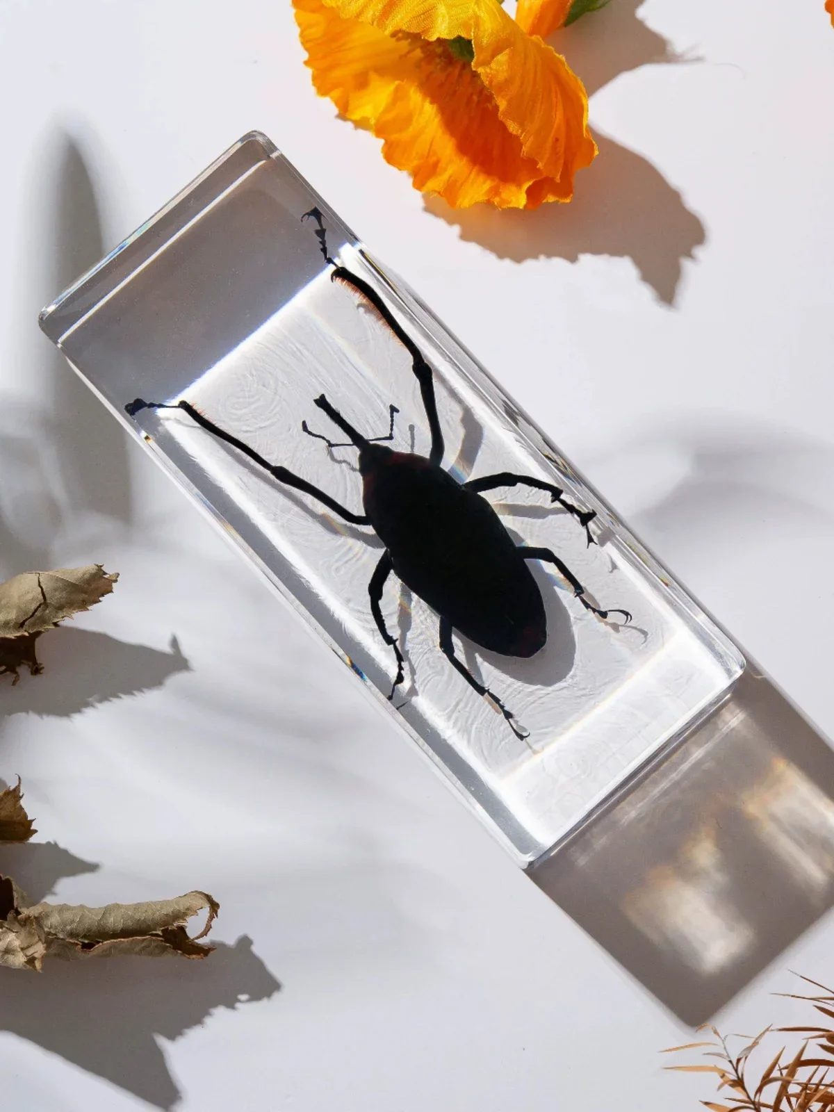 Cuboid Real Insect Specimen Resin Beetle Firefly Real Insect Bedroom Small Ornaments Gift Living Room Home Decoration Accessorie