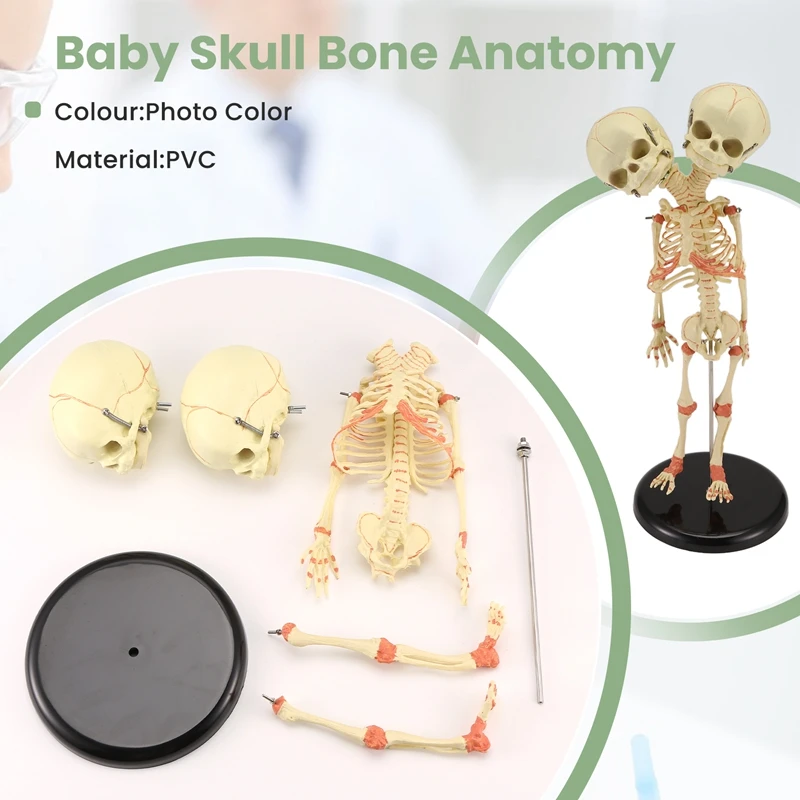 Human Body Double Heads Baby Skull Bone Anatomy Brain For Display Research Teaching