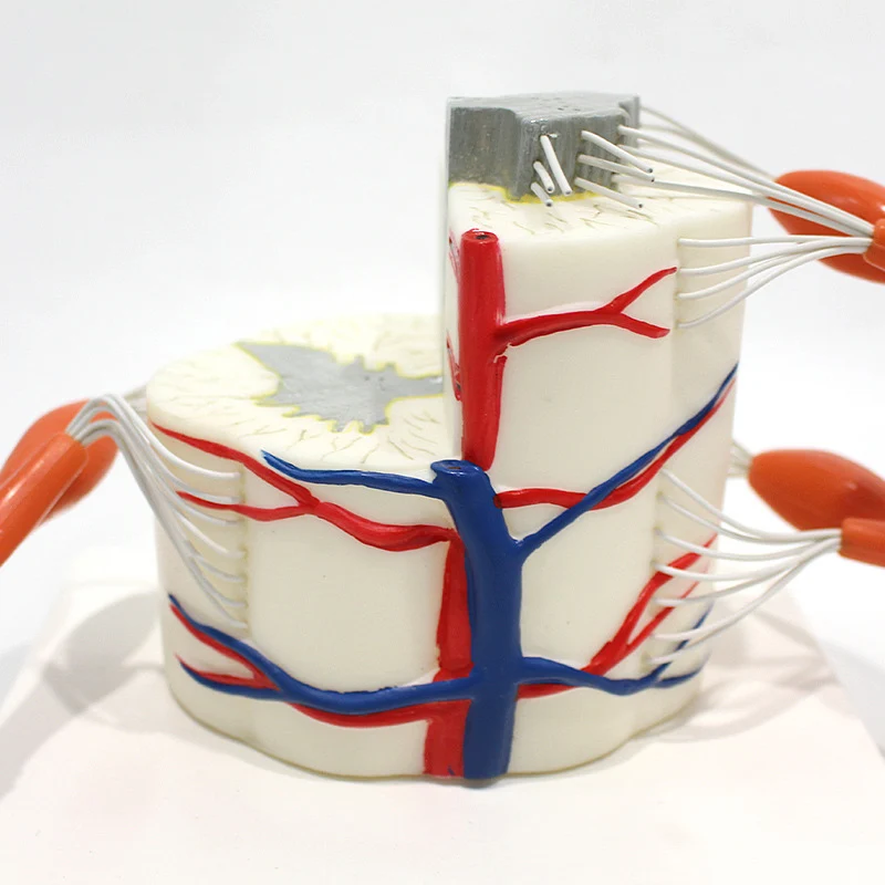 Spine Model Human Biology Teaching Demonstration Model Anatomical Spinal Cord and Partial Spine Model