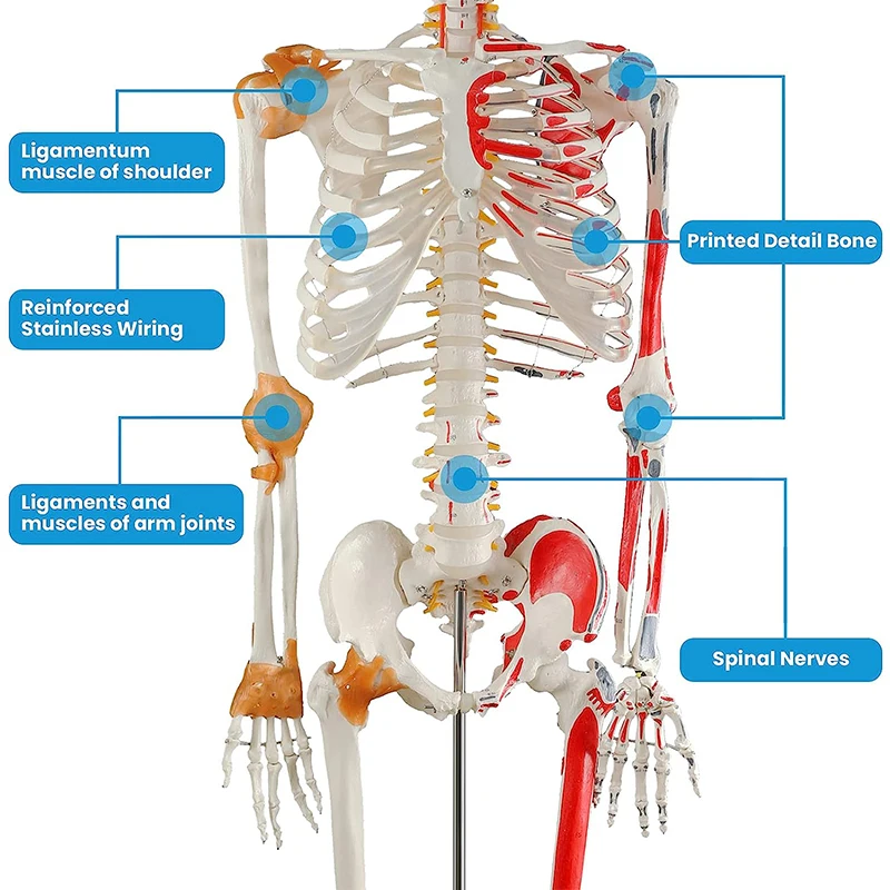 인체 골격 해부학 모델, 반 부분 유색 근육 및 다른 쪽 인대, 의료 교육 용품 포함, 170cm