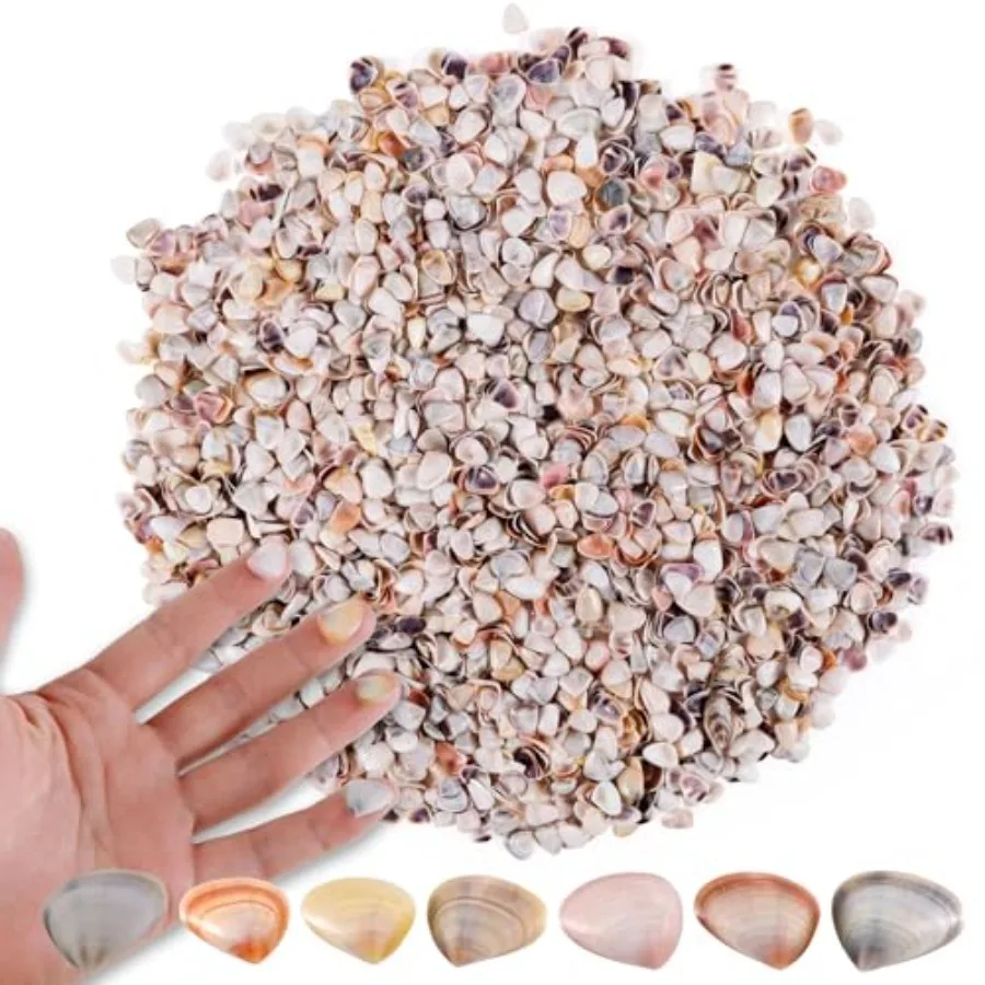 

PPCLION 1000 Pcs tural Tiny Small Sea Shells Colorful Clam Shells for Craft Jewelry Making Home Decor Vase Fillers