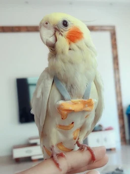 Parrot Flight Suit Diaper 2