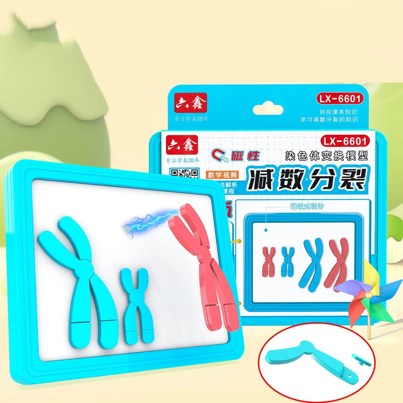 Kit de modelo de cambio de cromosoma Meiosis, ayuda para enseñanza de biología reutilizable desmontable