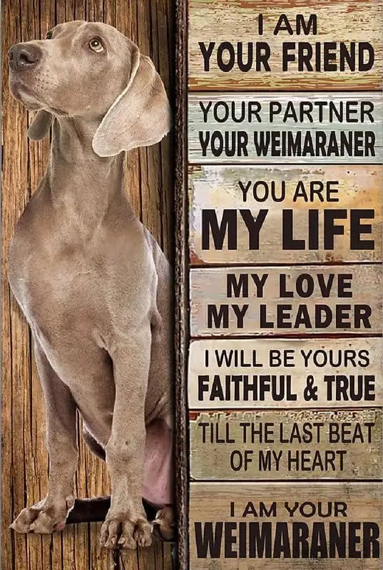 1p, letrero de estaño de Metal de Navidad, soy tu amigo, soy tu perro Weimaraner, 12*8 pulgadas, póster artístico, regalo, imagen, letrero, arte de pared D