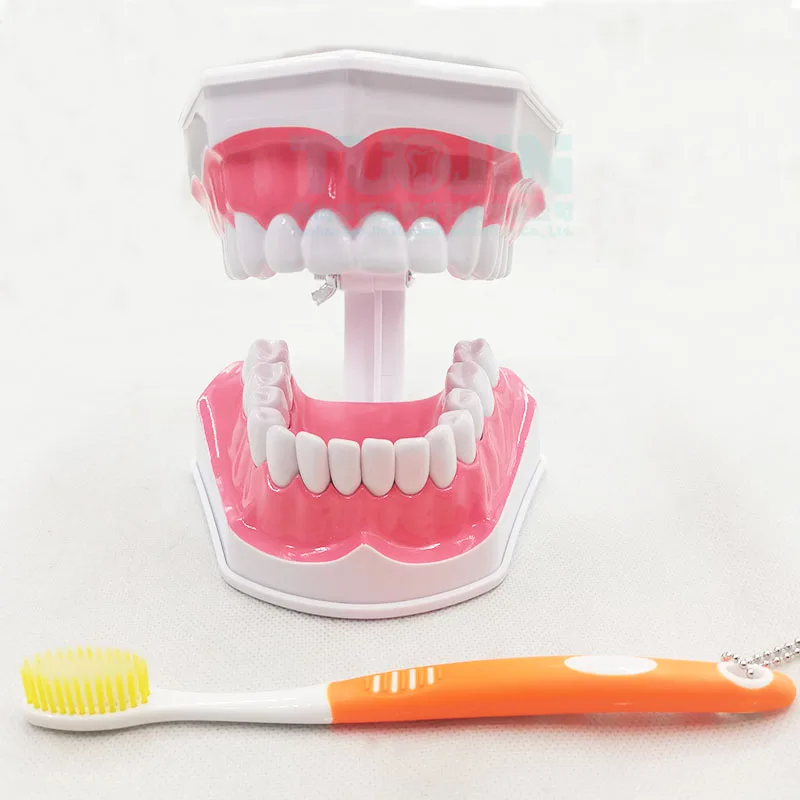 2Times Bigger Dental Teeth Model Dental Teachi Model Study Tooth brush Teaching Model Educational Oral Care Dental Learning Tool