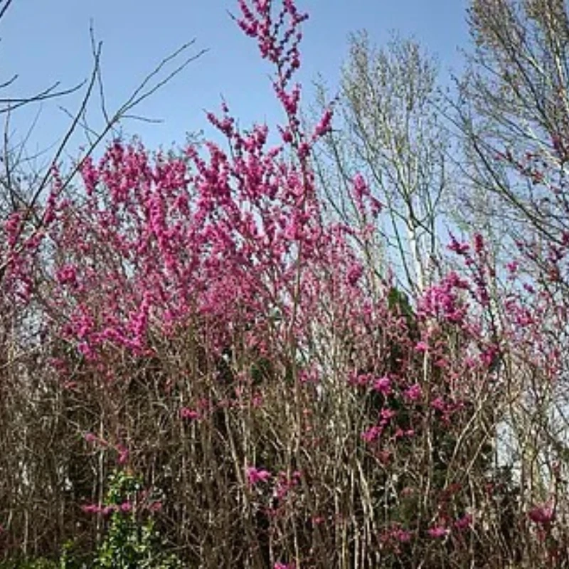 

NB One 32 Bit Flight Controller Built-in 6-Axis Gyro with Altitude Hold Mode for FPV Fixed Wing RC Airplane Controller Accessory