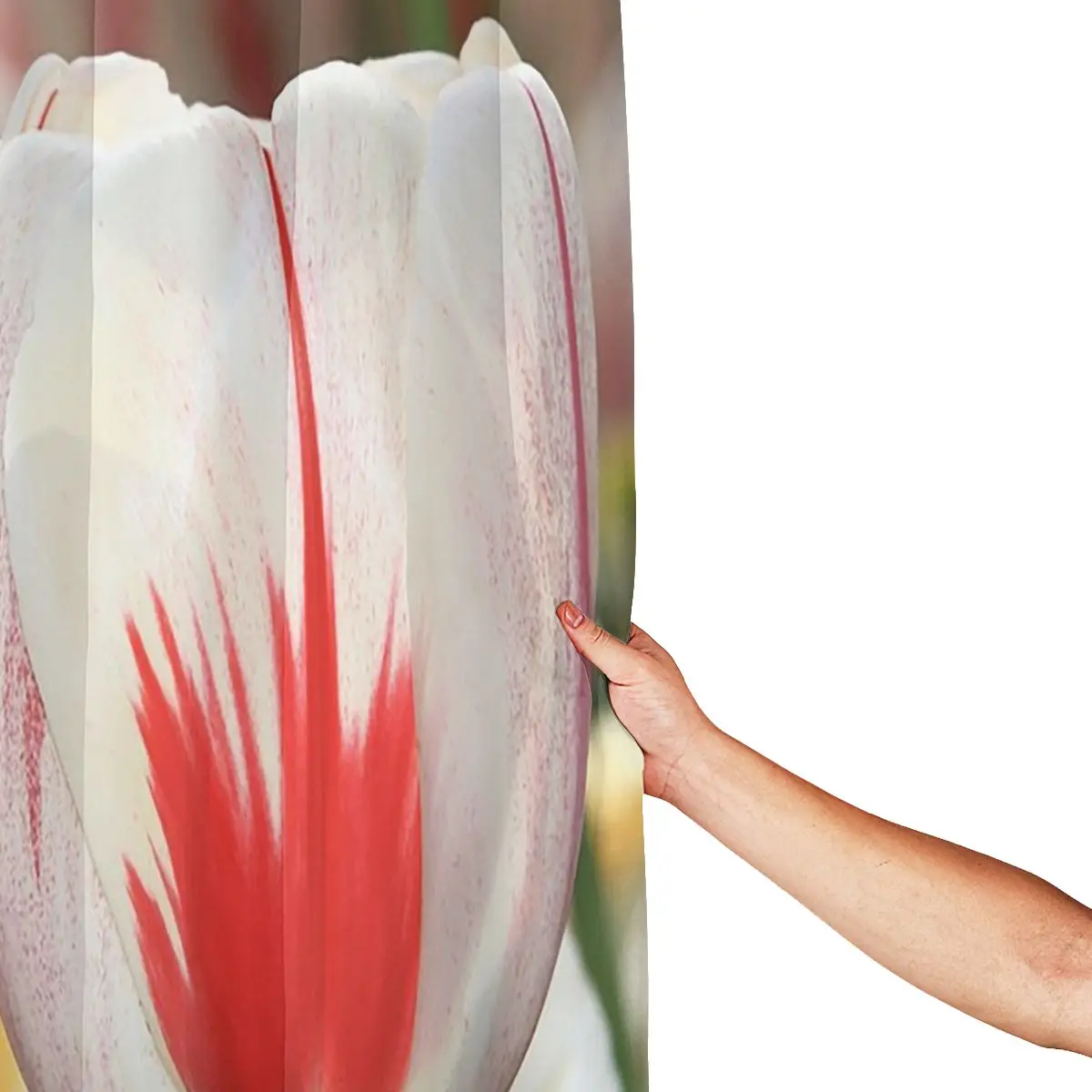 Tulip Red And White Shower Curtain Bathroom Polyester Waterproof Bath Curtains with Hooks
