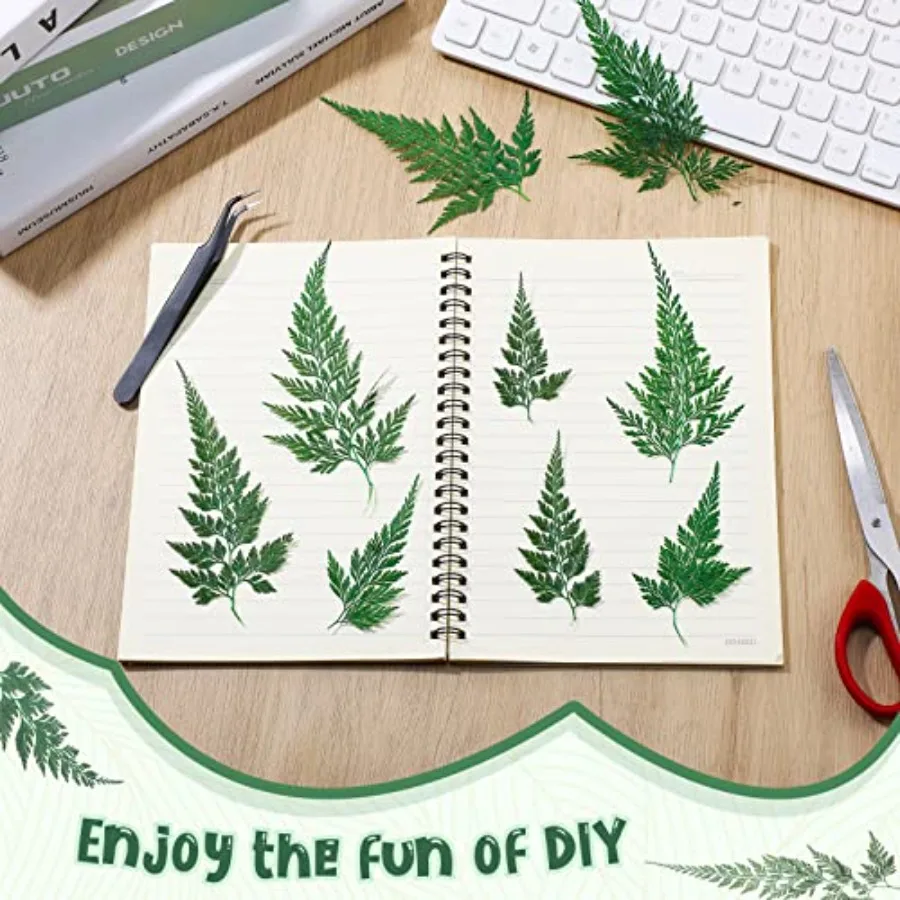 ดอกไม้แห้งอัด 200 ชิ้น ใบไม้สีเขียว ดอกลาร์กสเปอร์ ใบไม้แห้งขนาดเล็ก ใบเฟิร์นธรรมชาติอบแห้ง ใบไม้แห้งแท้สำหรับตกแต่ง