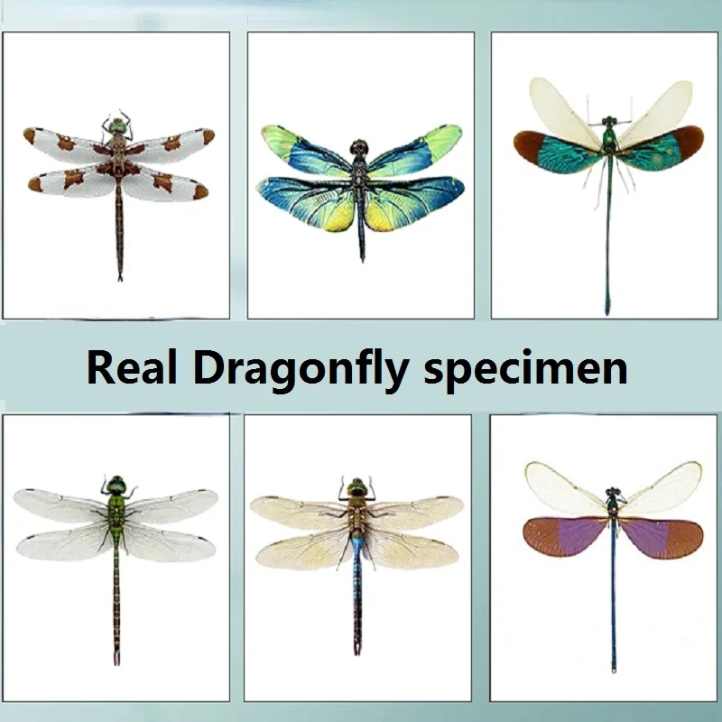 Dragonfly insect specimen colored damselfly specimen decorative painting glass cover ornament  home accessories figurines