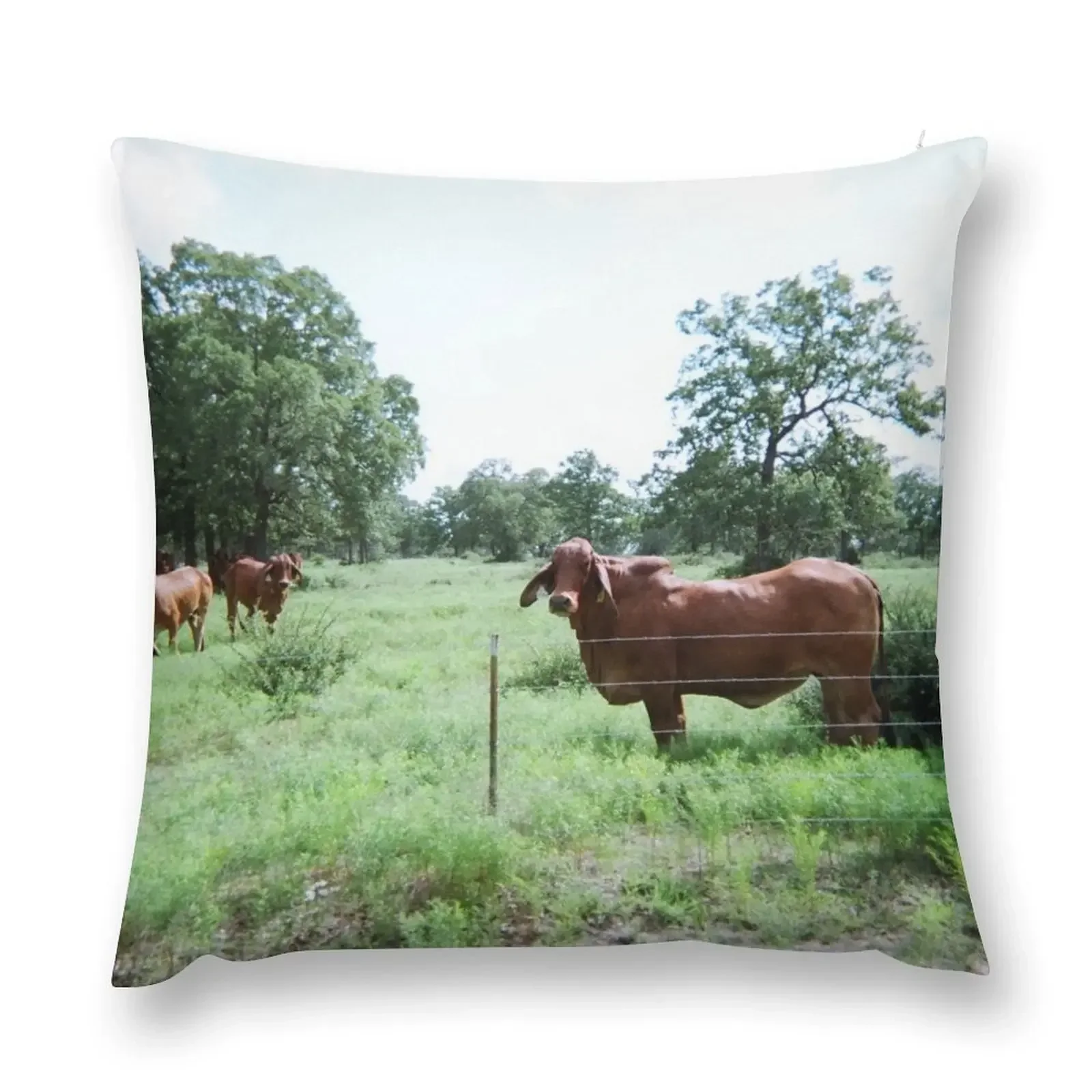 Brahman Cow Photo Throw Pillow Cushion Cover For Sofa pillow cover christmas pillow