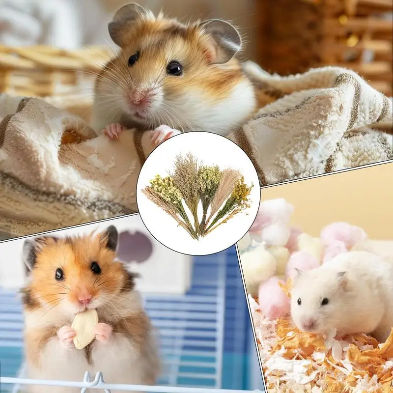 Flower And Plant Bedding Hamster Deodorizing Bedding Golden Bear Nest Landscaping Supplies Dried Flowers