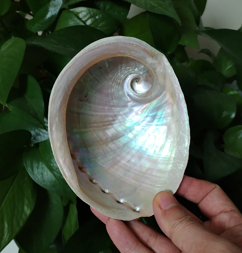 13-14 CM Large Abalone Shell Bowl Natural Bulk (Pāua) Abalone Shell Smudge Bowl Incense Burner for Sage Burning Home Décor